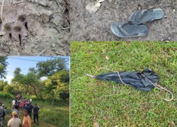 बर्दियाको मधुवनमा बाघको आक्रमणमा परेका थारुको घुँडामुनिको खुट्टा मात्र भेटियो